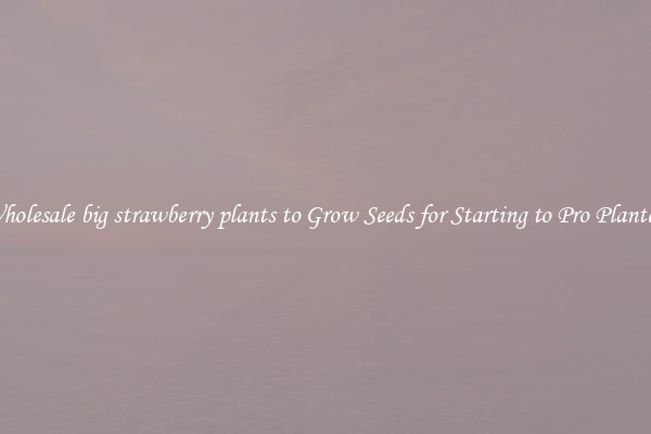 Wholesale big strawberry plants to Grow Seeds for Starting to Pro Planters